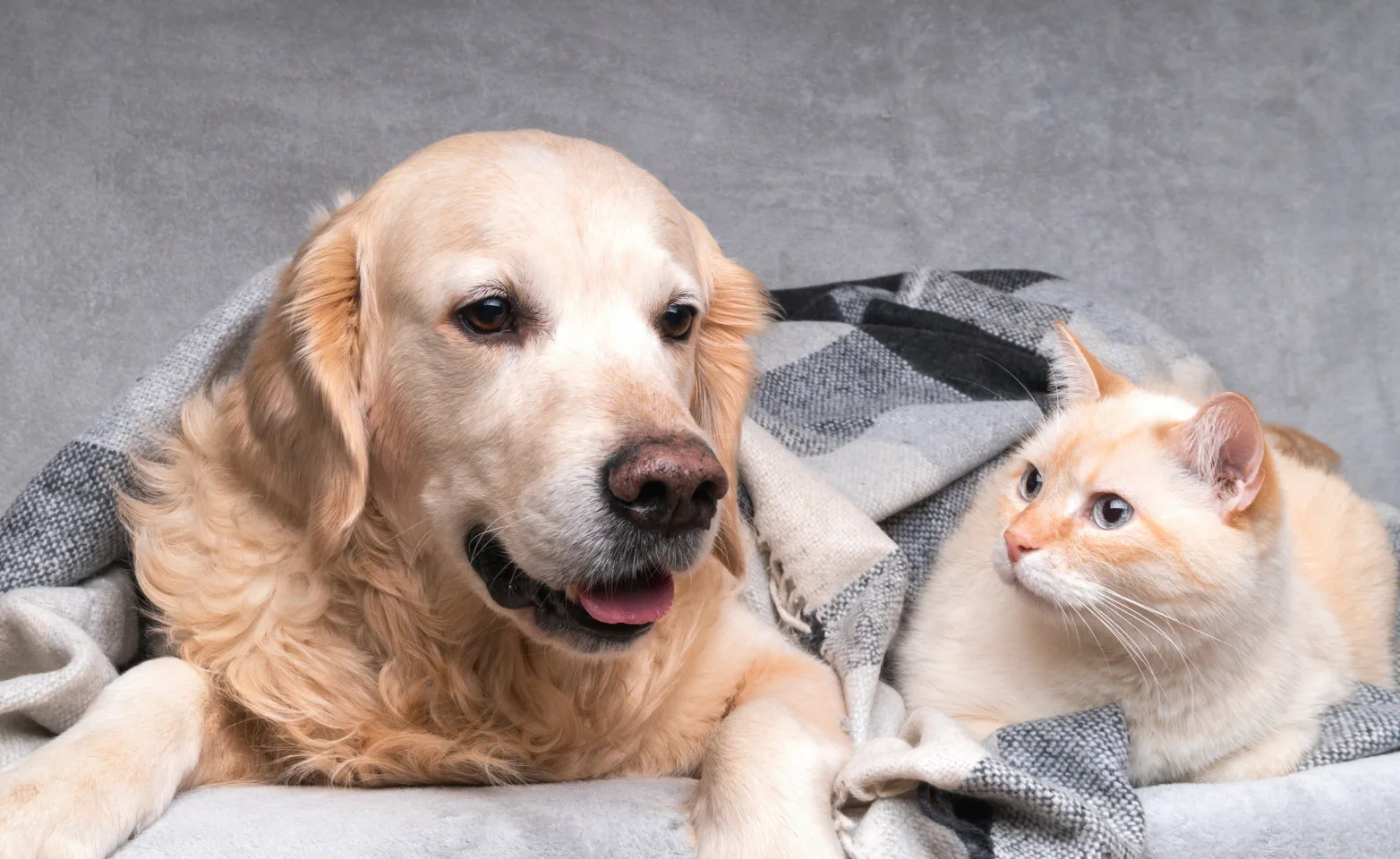 Dog and cat laying on a couch wrapped in a blanket